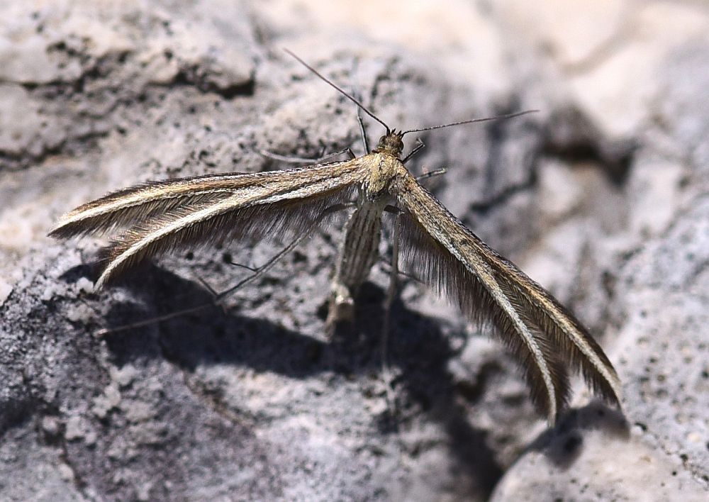 Pterophoridae .... Merrifieldia sp.